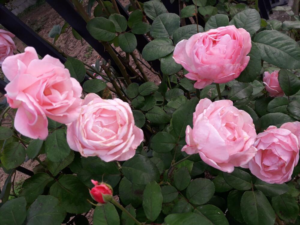 Rose centifolia, rampicanti.jpg