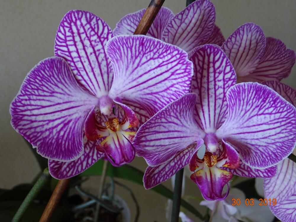 1a Orchidea phalaenopsis.jpg